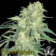 Seedsman Seeds Pot Of Gold