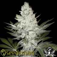 Seedsman Seeds The Resinator