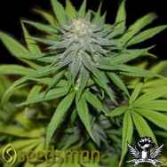 Seedsman Seeds Wonder Woman