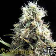 Seedsman Seeds African Buzz