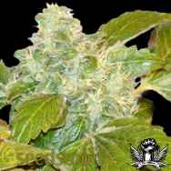 Seedsman Seeds Ata Tundra