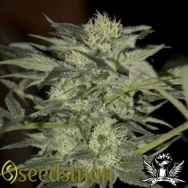 Seedsman Seeds Auto Blue