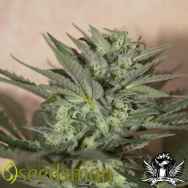 Seedsman Seeds Auto Great White