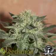 Seedsman Seeds Auto Lemon