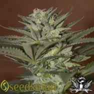 Seedsman Seeds Auto Mini Gun