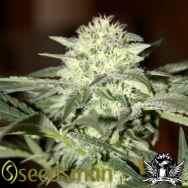 Seedsman Seeds Auto Moscow