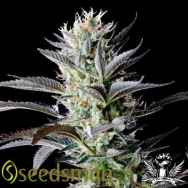 Seedsman Seeds Big Afghan Skunk