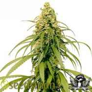 Seedsman Seeds Early Durban