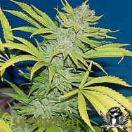 Seedsman Seeds G13 Skunk