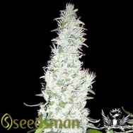 Seedsman Seeds Hash Passion