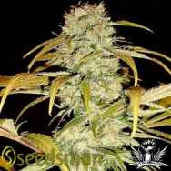 Seedsman Seeds Hawaiian Skunk