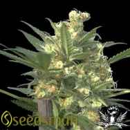 Seedsman Seeds Indian Haze