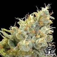 Seedsman Seeds Indian Skunk