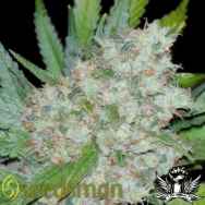 Seedsman Seeds Mama Mia