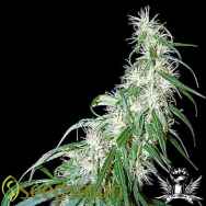 Seedsman Seeds Mama Thai