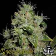 Seedsman Seeds Mazari