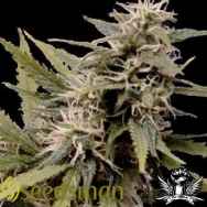 Seedsman Seeds Nemesis