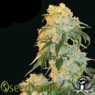 Seedsman Seeds Northern Lights