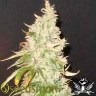 Seedsman Seeds Northern Soul