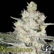 Seedsman Seeds Original Skunk #1