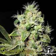 Seedsman Seeds Original Afghani #1