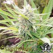 Seedsman Seeds Outdoor Mix