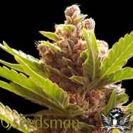 Seedsman Seeds Purple Bud