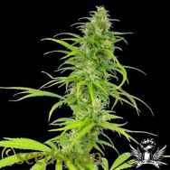 Seedsman Seeds Skunk Haze