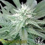 Seedsman Seeds Skunk Mix