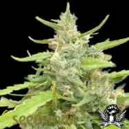 Seedsman Seeds Sugar Haze