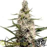 Seedsman Seeds Swazi Skunk