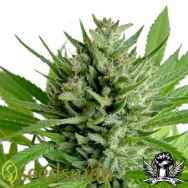 Seedsman Seeds Top Skunk 44