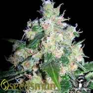 Seedsman Seeds Velvet Bud