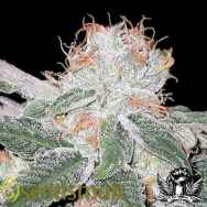 Seedsman Seeds White Widow