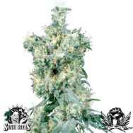 Sensi Seeds American Dream