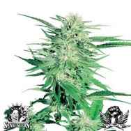 Sensi Seeds Big Bud
