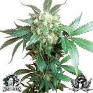 Sensi Seeds Black Domina