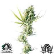 Sensi Seeds Durban