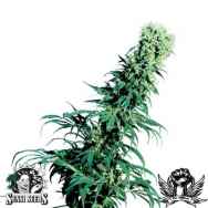 Sensi seeds Early Pearl