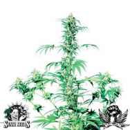 Sensi Seeds Early Girl