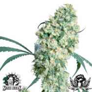 Sensi Seeds Ed Rosenthal Superbud