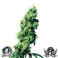 Sensi Seeds Four Way