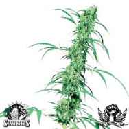 Sensi Seeds Fruity Juice