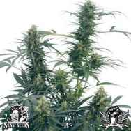 Sensi Seeds Guerrillas Gusto