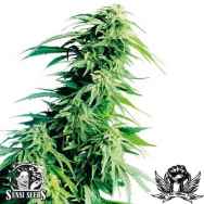 Sensi Seeds Hindu Kush