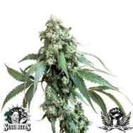 Sensi Seeds Jack Flash