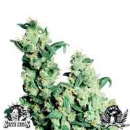 Sensi Seeds Jack Herer