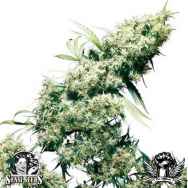 Sensi Seeds Jamaican Pearl