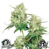 Sensi Seeds Maple Leaf Indica