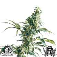 Sensi Seeds Mexican Sativa